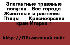 Элегантные травяные попугаи - Все города Животные и растения » Птицы   . Красноярский край,Игарка г.